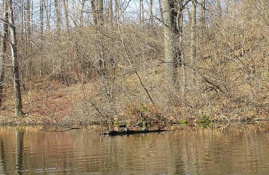 Turtles Sunning Themselves