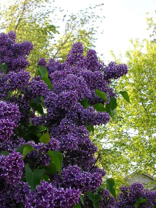 2009Lilacs3