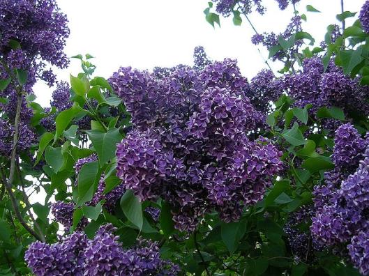 2009Lilacs4