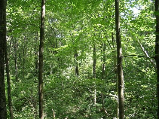 OrtonvilleStatePark