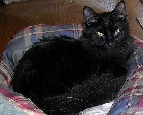 LeylaWindowBedSleepyEyes