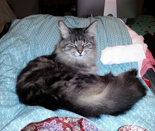 Naturally, I cannot pack with feline interference.  Princess Anabelle has always asserted her possession of my clothes as they go into my suitcase.