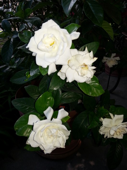Mom's gardenia put on a nice show of blooms for my arrival.  One of my most favorite scents EVER... nothing beats the fragrance of gardenia.