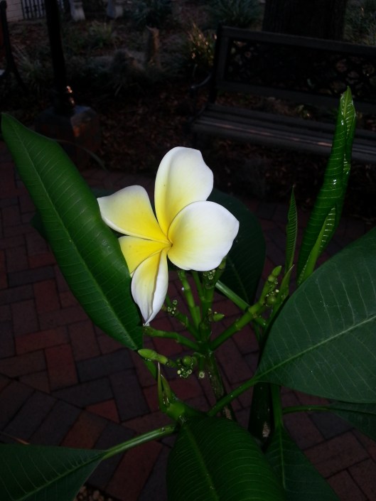Frangipani bloomed thoughtfully behind my chair.  Second meal that day where I ate outside and feasted (figuratively) also on my favorite tropical flowers. Yes, I could get used to this.