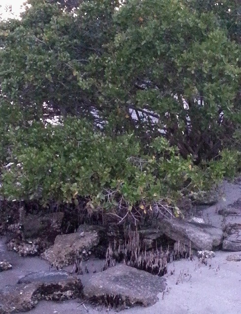 Mangroves... felt like I was back in the Keys. I miss them... strangely, they don't grow around the Great Lakes. ;-p