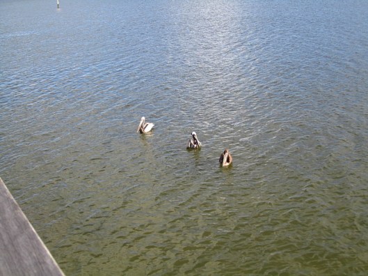 No manatees still, but plenty of pelicans - bobbing hopefully in front of the fish-cleaning station.  The fishermen were quite generous.