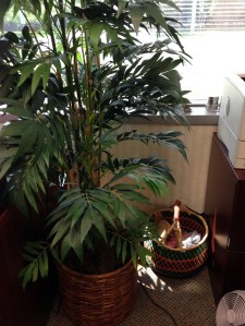My silk tree covers up all the unslightly cords trailing off the back of my desk and stands guard over a woven African basket containing yarn and a pair of moccasins for when bad weather has left me with cold, wet feet.